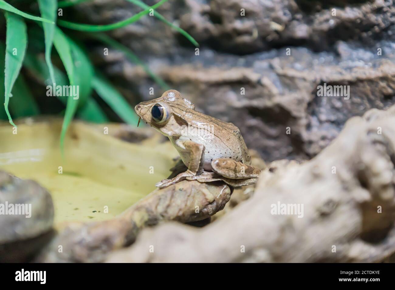 Borneo arato rana (Polipedati otilofo) seduta su albero. Primo piano Foto Stock