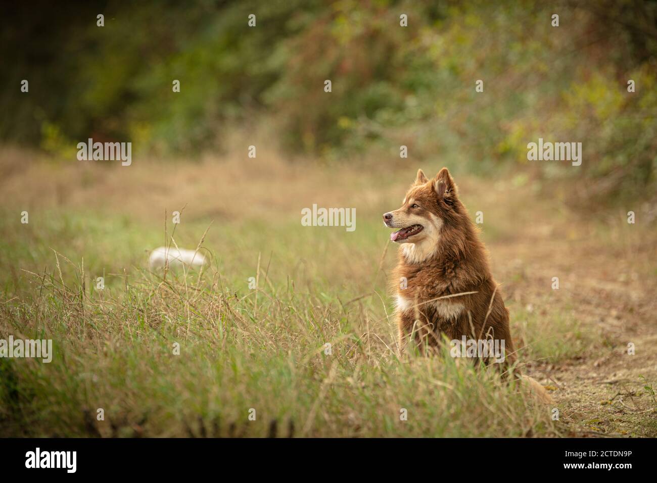 Mandante laponiano seduto libero nella natura Foto Stock