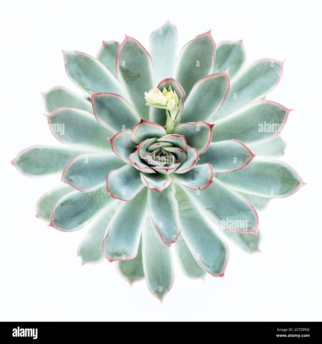 Bellissimo modello di succulente verde isolato su sfondo bianco. Disposizione piatta, vista dall'alto. Foto Stock