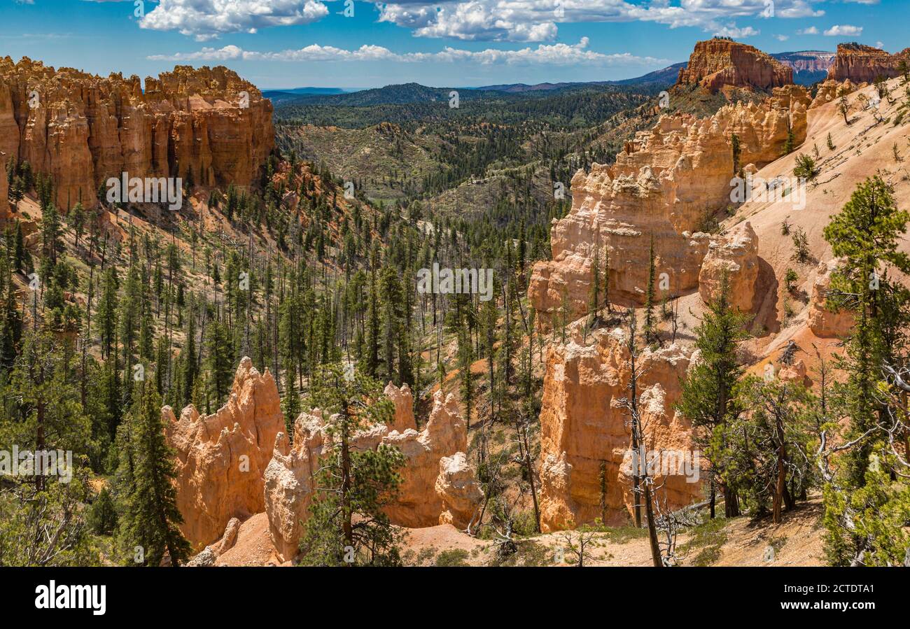 Parco Nazionale di Bryce Canyon, Utah Foto Stock