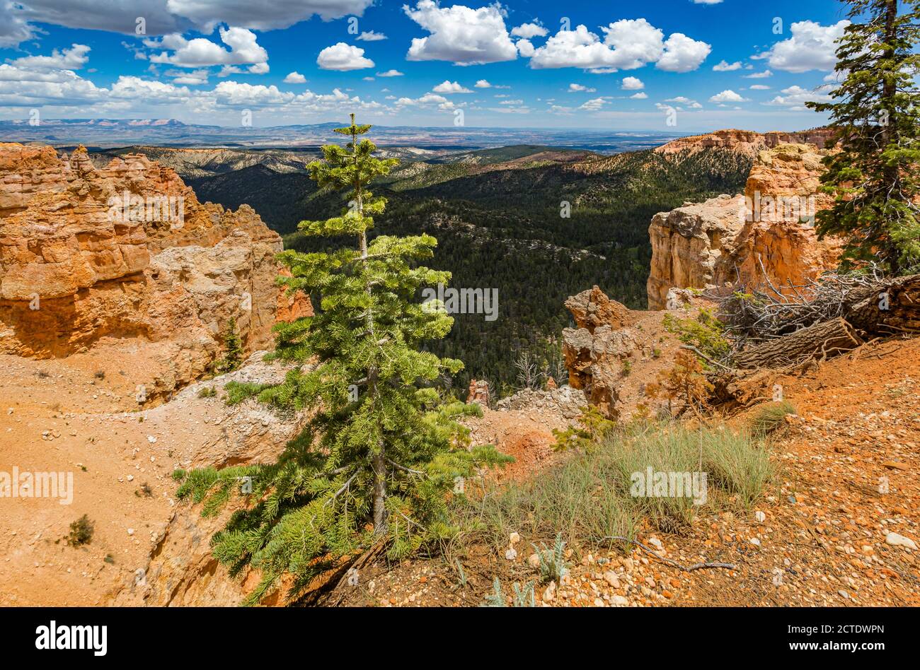 Black Birch Canyon si affaccia sul Bryce Canyon National Park, Utah Foto Stock