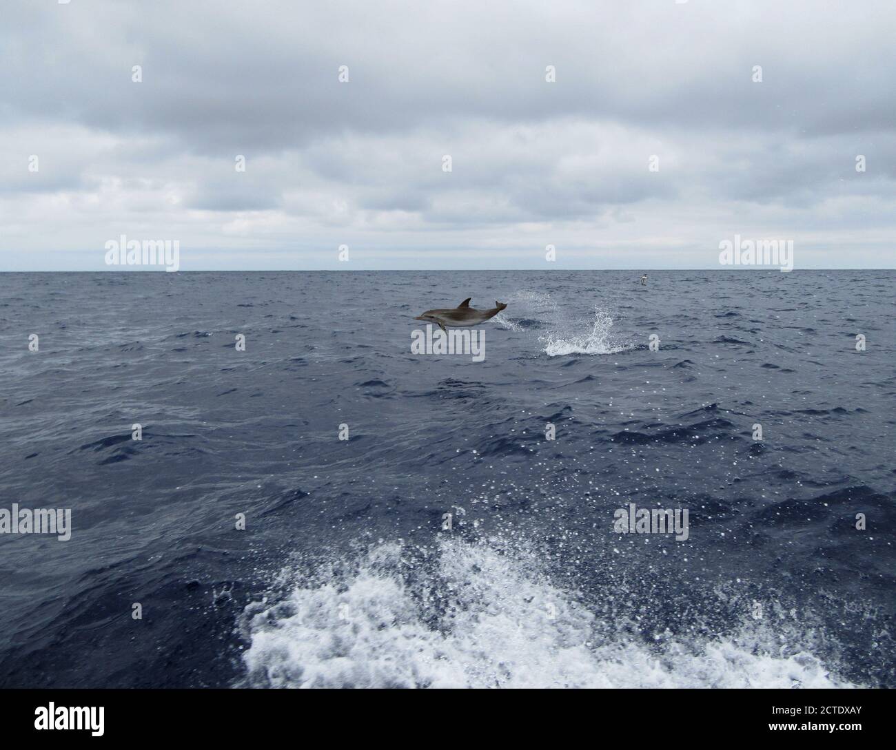 Delfino Atlantico avvistato (Stenella frontalis), salta fuori dall'acqua, Portogallo, Madera Foto Stock