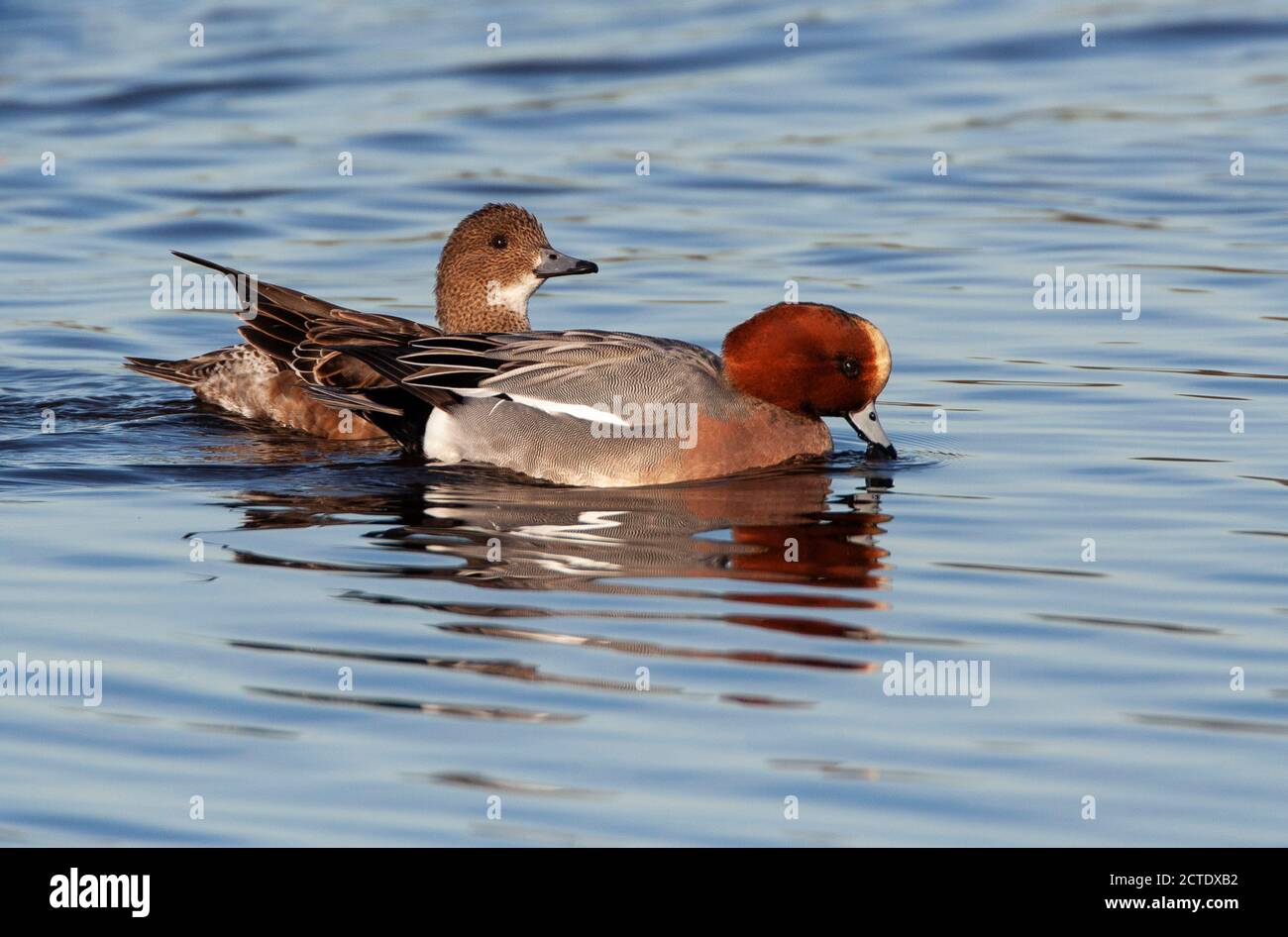 Il wigeon europeo (Anas penelope, Mareca penelope), coppia che nuota su un lago, Paesi Bassi, Olanda del Sud Foto Stock