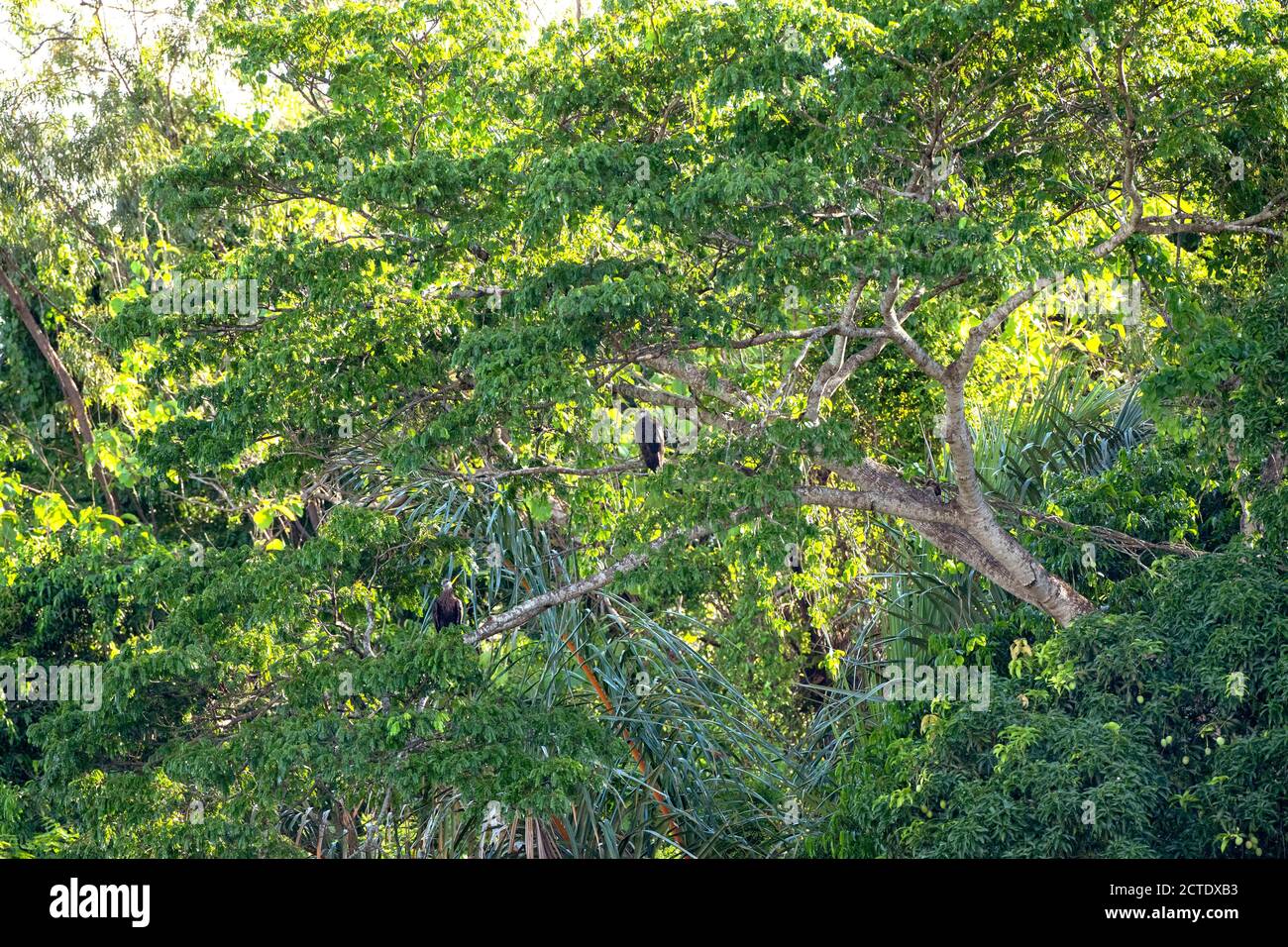 Madagascar aquila di pesce, Madagascar Sea-Eagle (Haliaeetus vociferoides), due aquile arroccate su un grande albero verde, Madagascar, Ankarafantsika National Park Foto Stock
