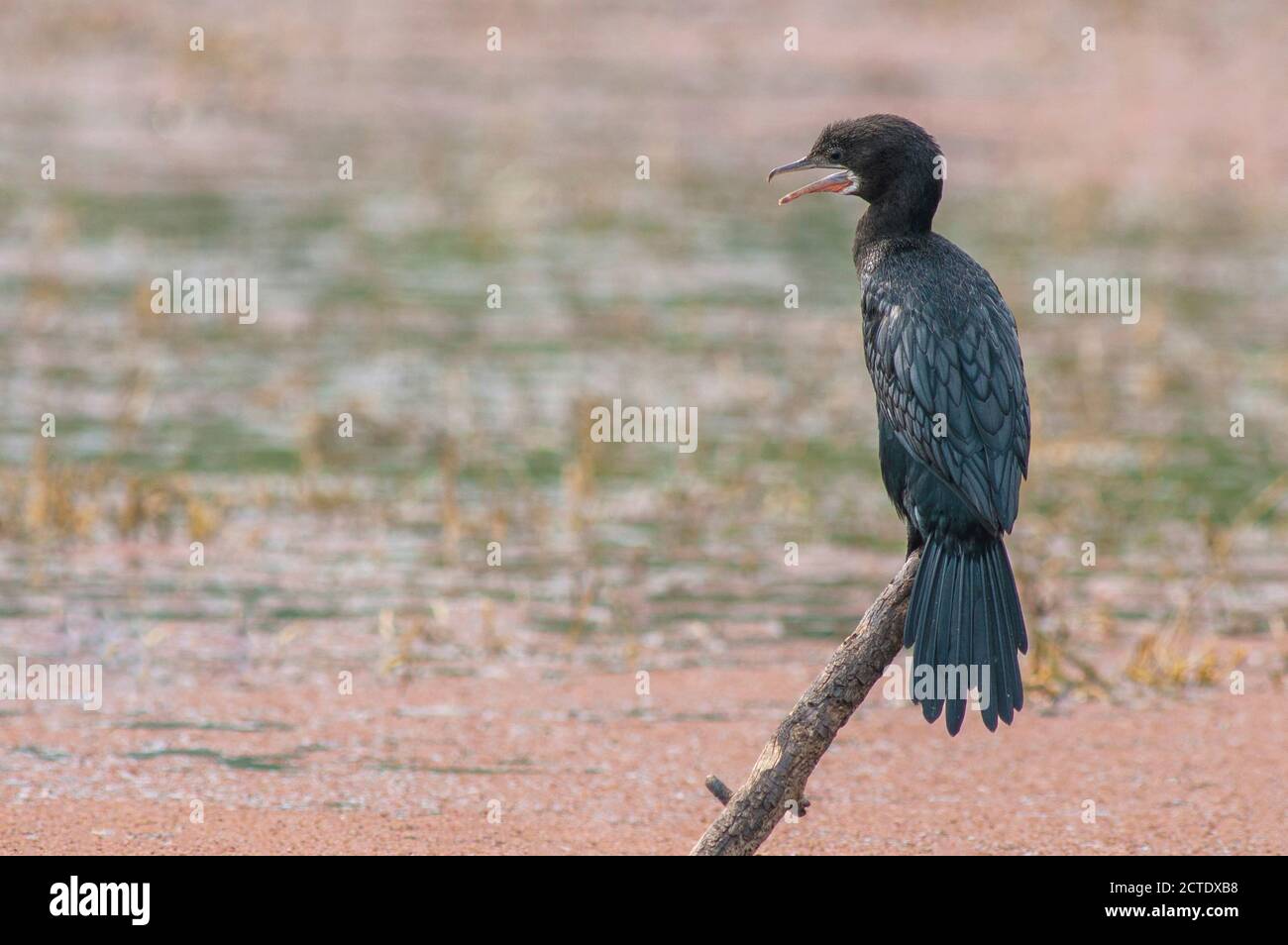 Cormorano giavanese (Phalacrocorax niger, Microcarbo niger), adulto appollaiato su una filiale, India Foto Stock