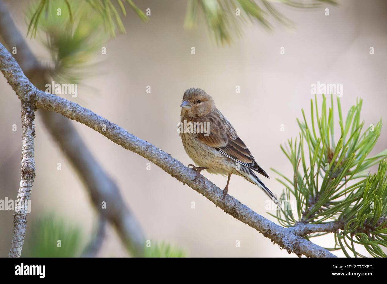 linnet (Carduelis cannabina, Acanthis cannabina, Linaria cannabina), giovanile arroccato su un ramo di pino, Paesi Bassi Foto Stock