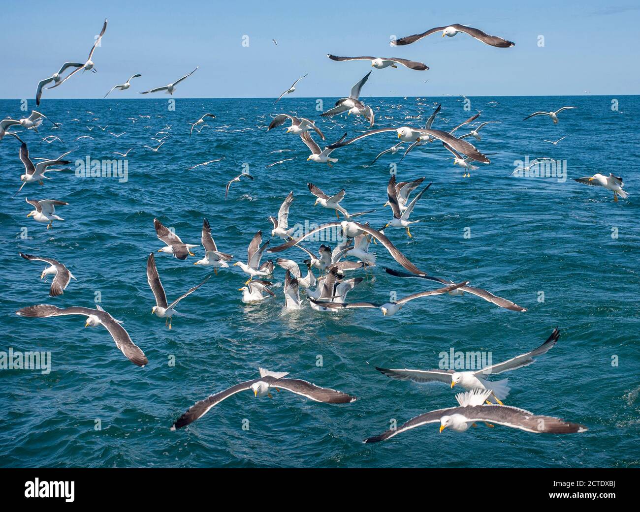 Gabbiano minore con fondo nero (Larus fuscus), enorme gregge che vola sul Mare del Nord seguendo la nave da pesca e raccogliendo scarti di cibo a causa di Foto Stock