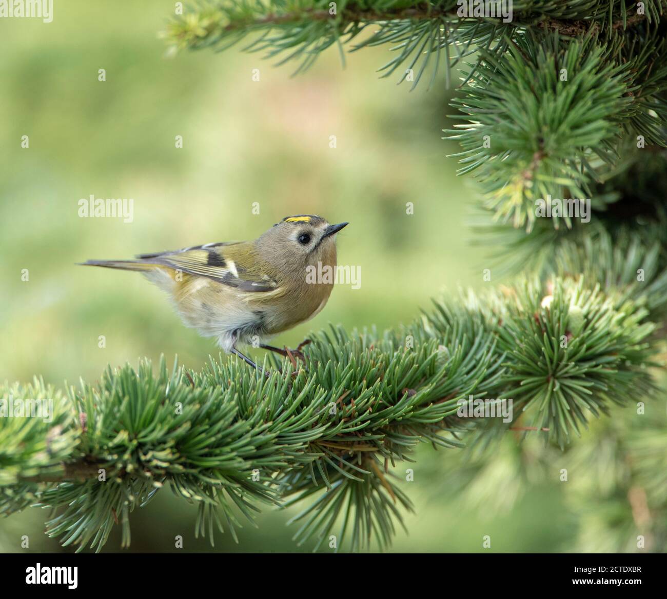 goldcrest (Regulus regulus), su un larice, Bulgaria, Kaliakra Foto Stock