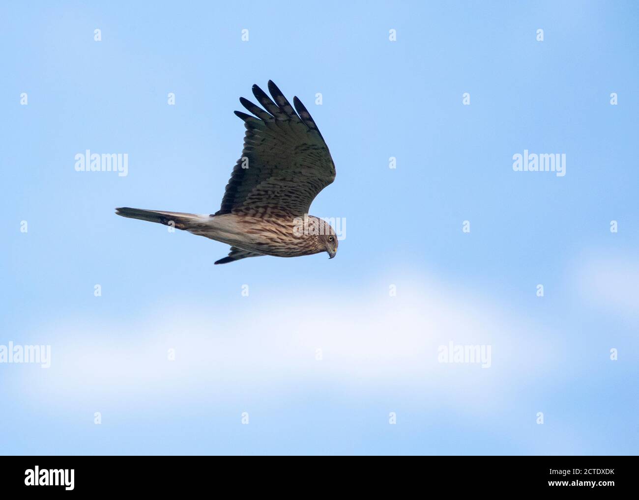 Harrier paludoso pacifico (Circus approssima), in volo, Nuova Zelanda, Isola del Nord, Waipu Cove Foto Stock