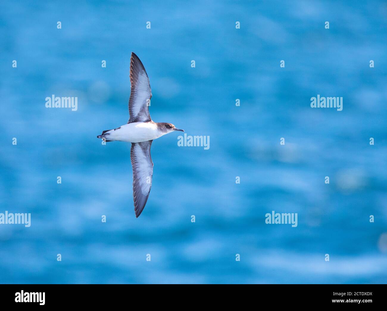 Sheffinus gavia, Flying Off the Coast, Nuova Zelanda, Golfo di Hauraki Foto Stock