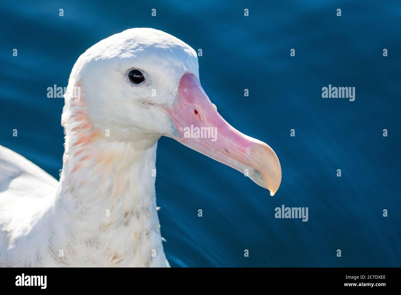 Albatross di Gibson (Diomedea gibbsoni), ritratto, Nuova Zelanda, Kaikoura Foto Stock