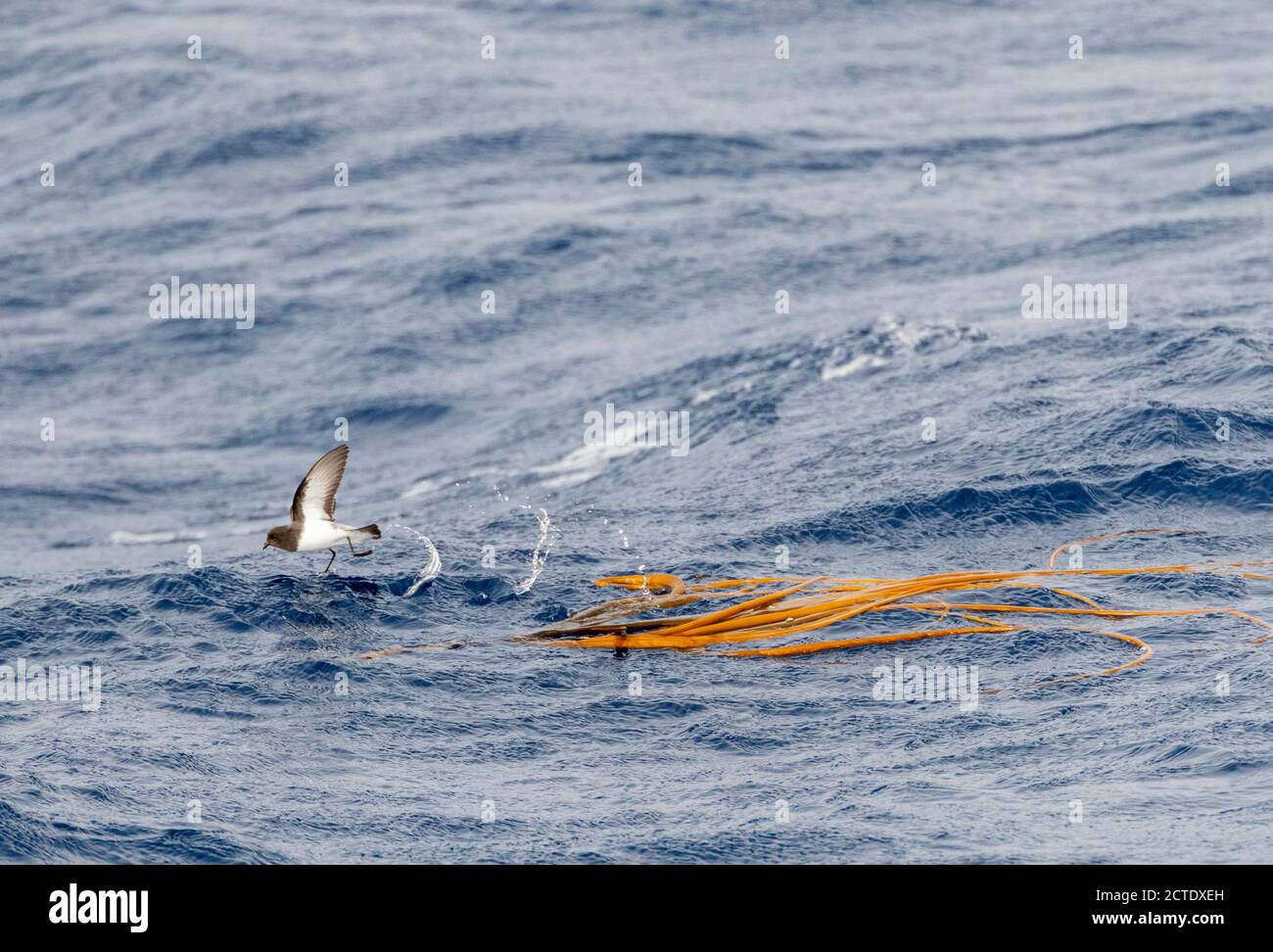 Ghiry-backed storm petrel (Garrodia nereis), in volo sopra l'oceano pacifico, foraggiando sopra il kelp galleggiante, Nuova Zelanda Foto Stock