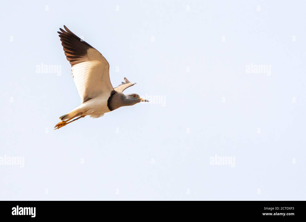 Lappatura a testa grigia (Vanellus cinereus), in volo, visto dal basso, India Foto Stock
