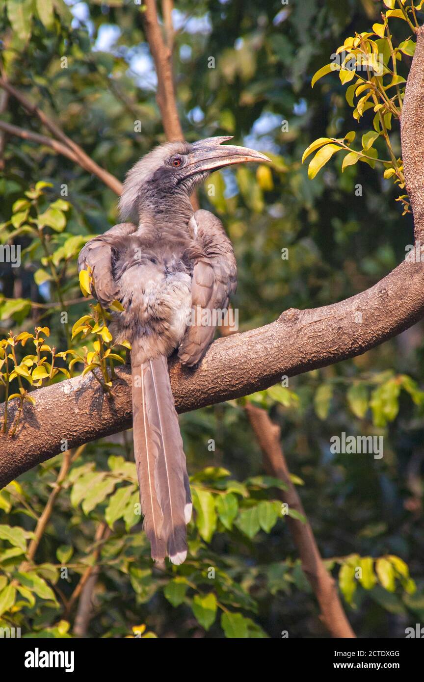 Hornbill grigio indiano (Ocyceros birostris), arroccato in un albero, visto sulla parte posteriore mentre si prende un bagno di sole, India Foto Stock