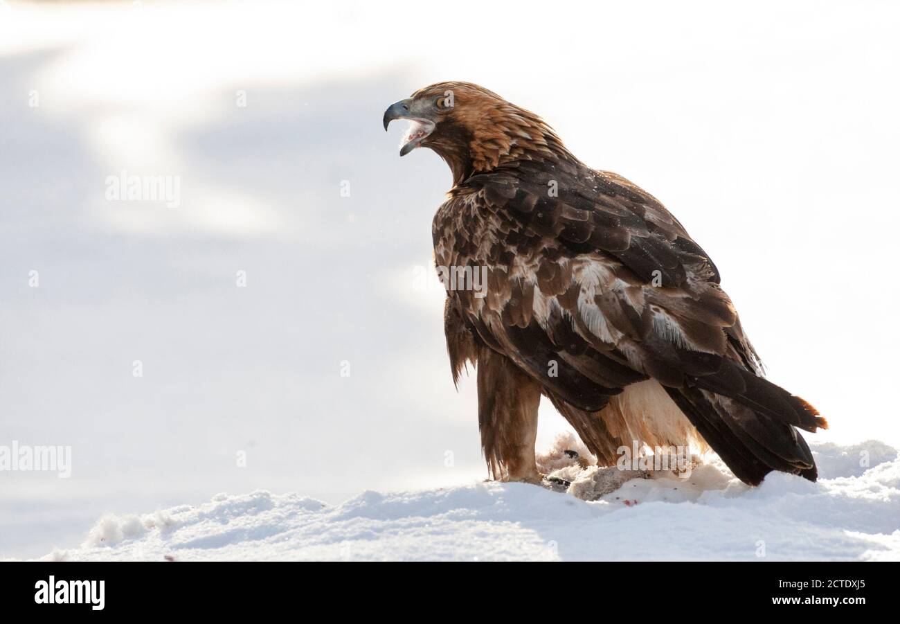 Aquila dorata (Aquila chrysaetos), seduta nella neve, nutrendosi di preda, Finlandia, Kuusamo Foto Stock