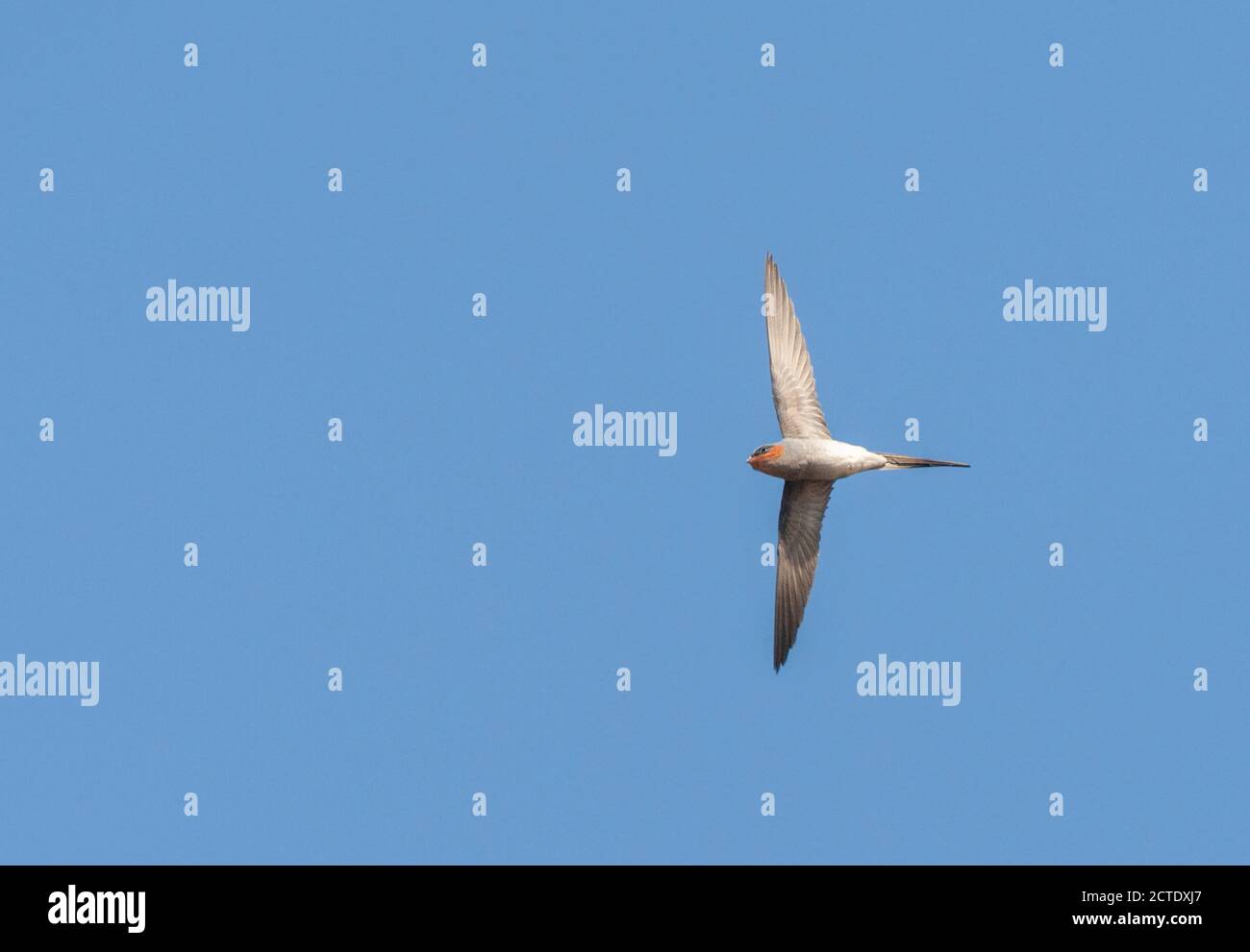 Crested tree Swift, Crested treeswift (Hemiprocne coronata), adulto in volo, visto dal basso, India, Foto Stock