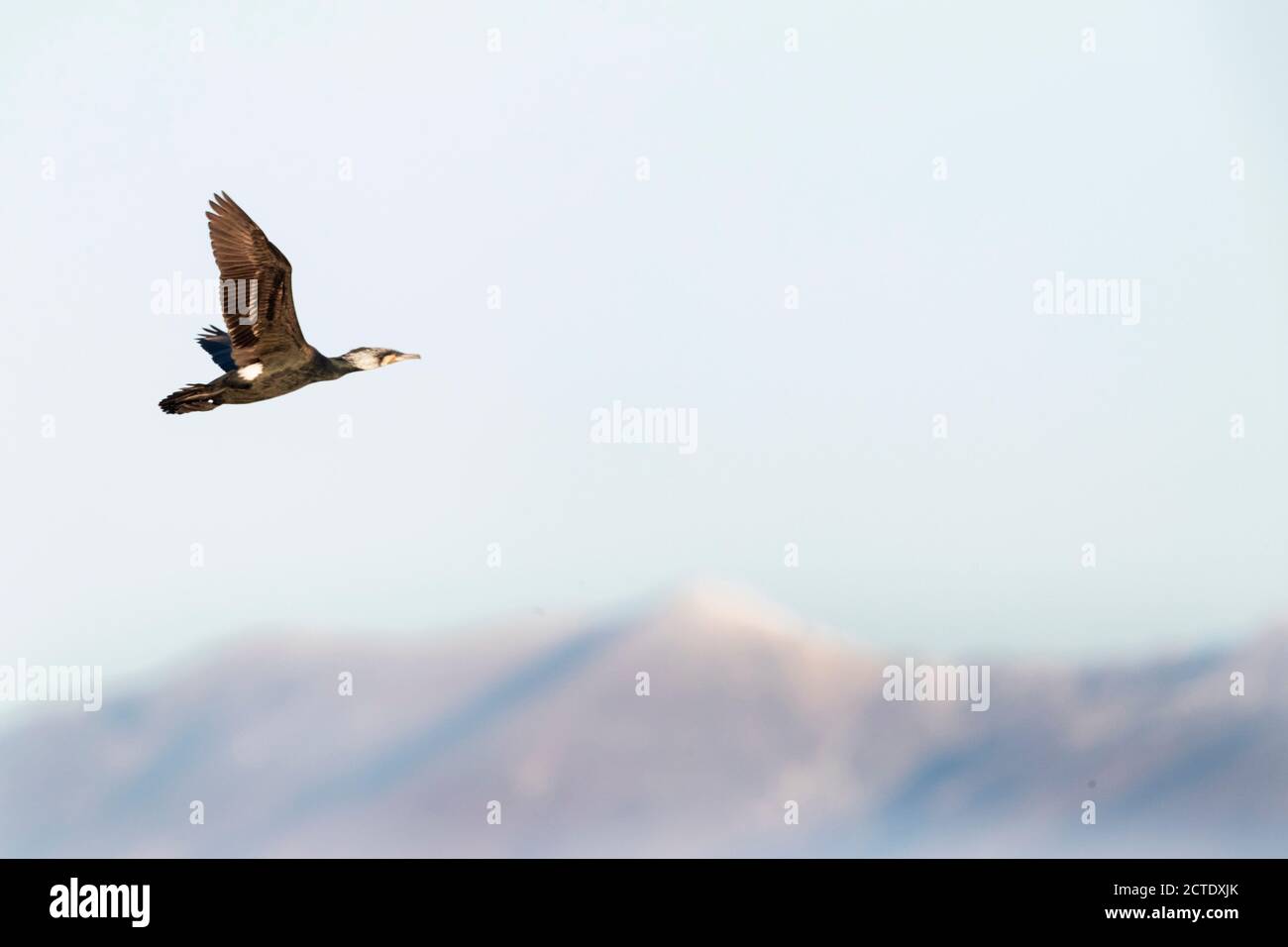 Grande cormorano (Phalacrocorax carbo), adulto in volo, montagne greche sullo sfondo., Grecia Foto Stock