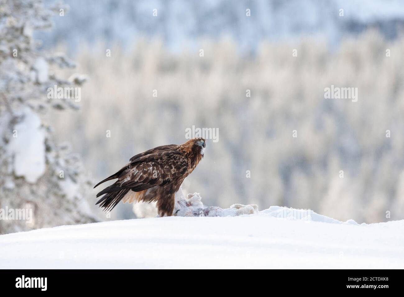 Aquila (Aquila chrysaetos), seduta nella neve in taiga in inverno, Finlandia, Kuusamo Foto Stock