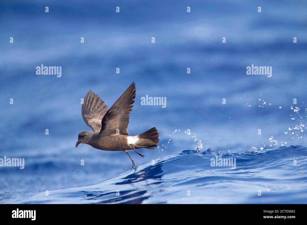 Pettorina di tempesta a banda, petrel di tempesta di Madeiran, petrel di tempesta di Harcourt (Oceanodroma castro granti, Oceanodroma granti), forma di partenza acqua, Foto Stock