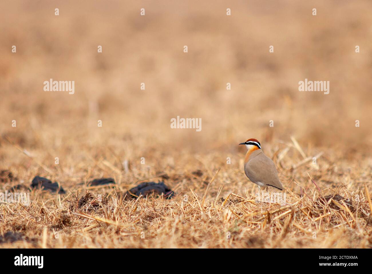 Cortigiano indiano (Cursorius coromandelicus), adulto in piedi in un arido campo con cowpat serveral, India Foto Stock