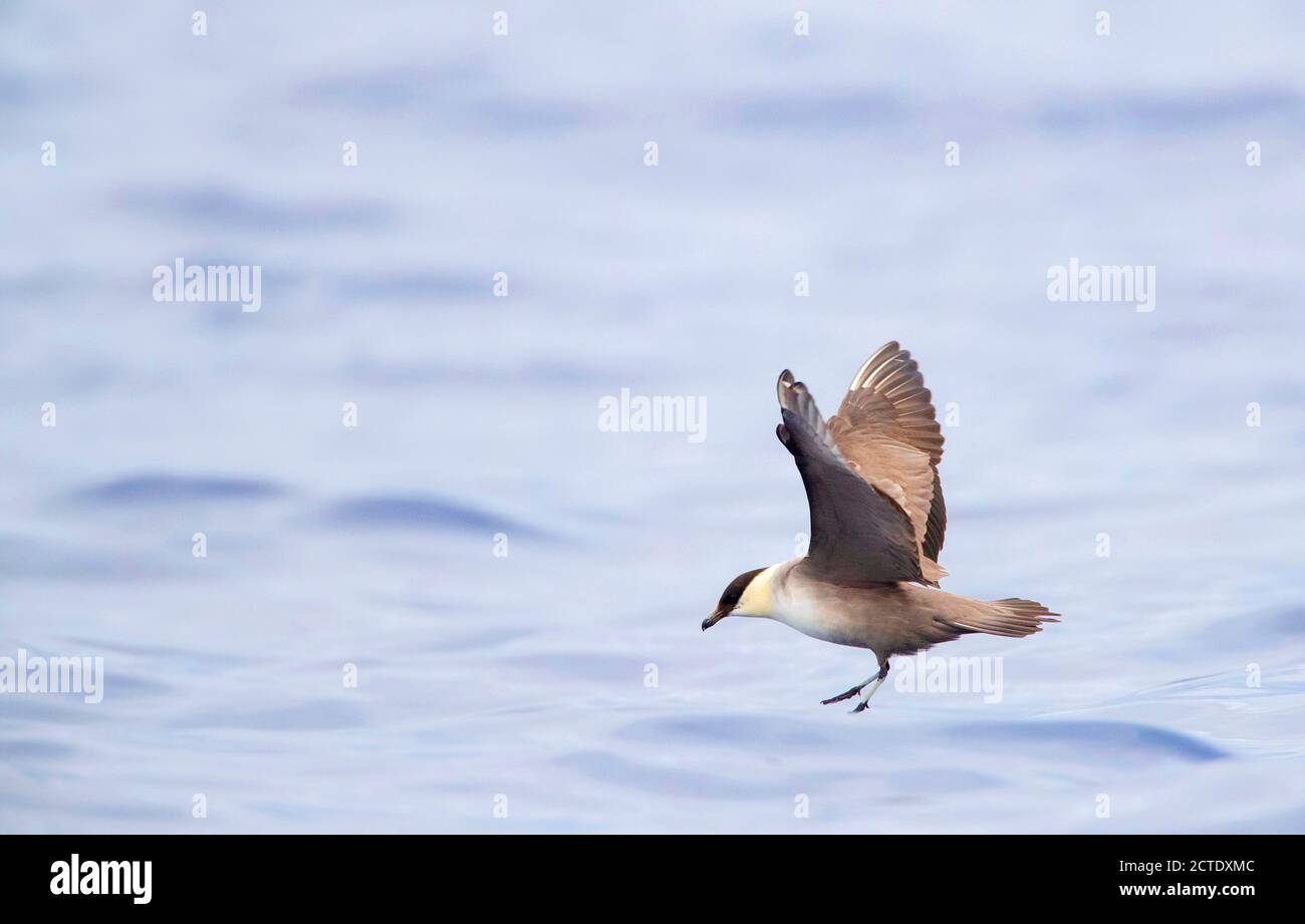 skua a coda lunga (Stercorarius longicaudus), formicolio per adulti al piumaggio invernale, volo sopra l'oceano Atlantico, Portogallo, Madera Foto Stock