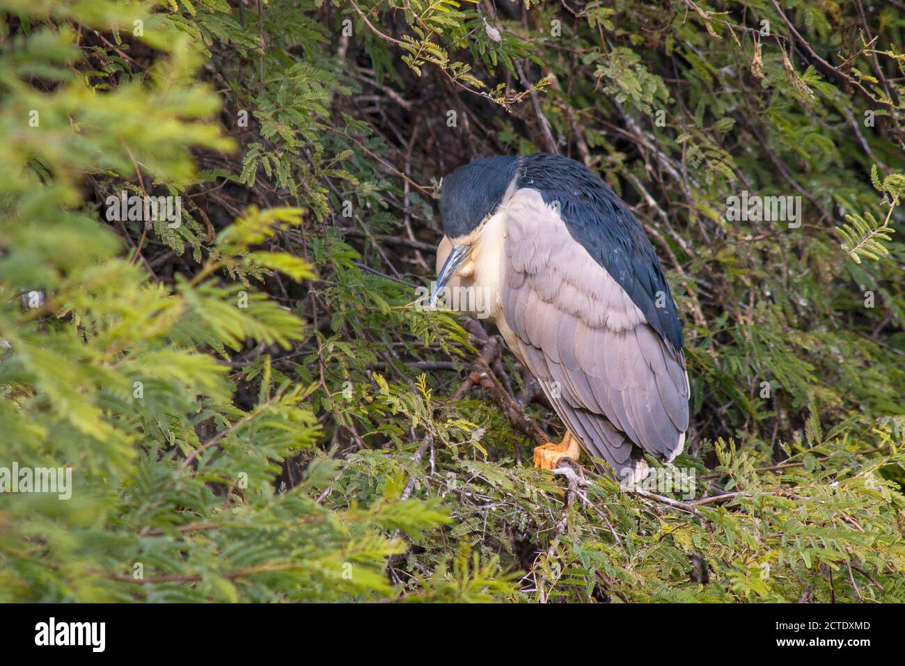 Nycticorax (Nycticorax nycticorax), dormendo su un ramo, India Foto Stock