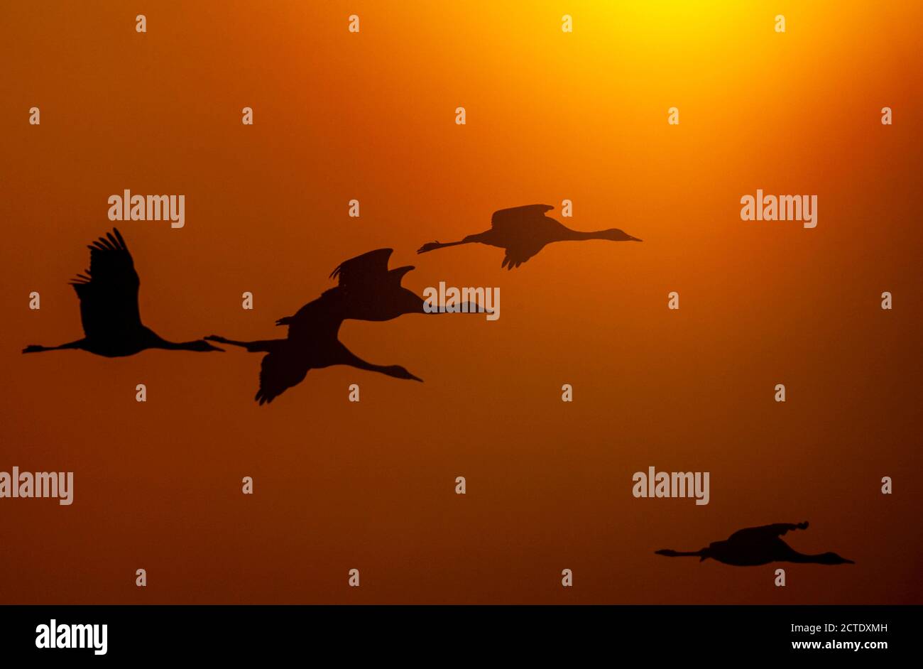 Gru con cappuccio (Gruus monacha), cinque uccelli in volo contro il tramonto, Giappone, Kyushu, Arasaki Crane Center Foto Stock