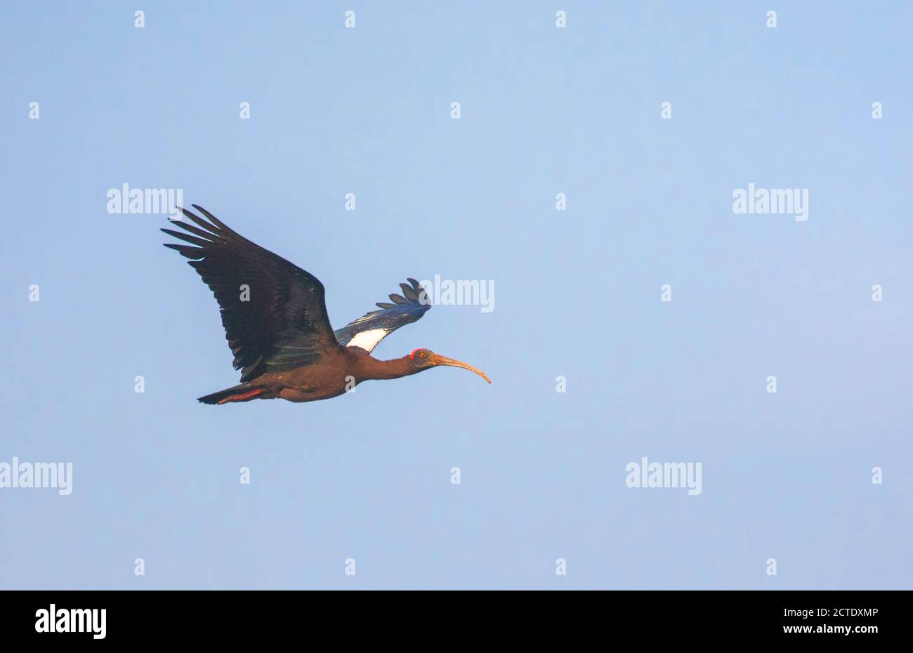 Ibis Black, ibis Red-naped (Pseudibis papillosa), in volo, Indialantic, Madhya Pradesh, Parco Nazionale Bandhavgarh Foto Stock