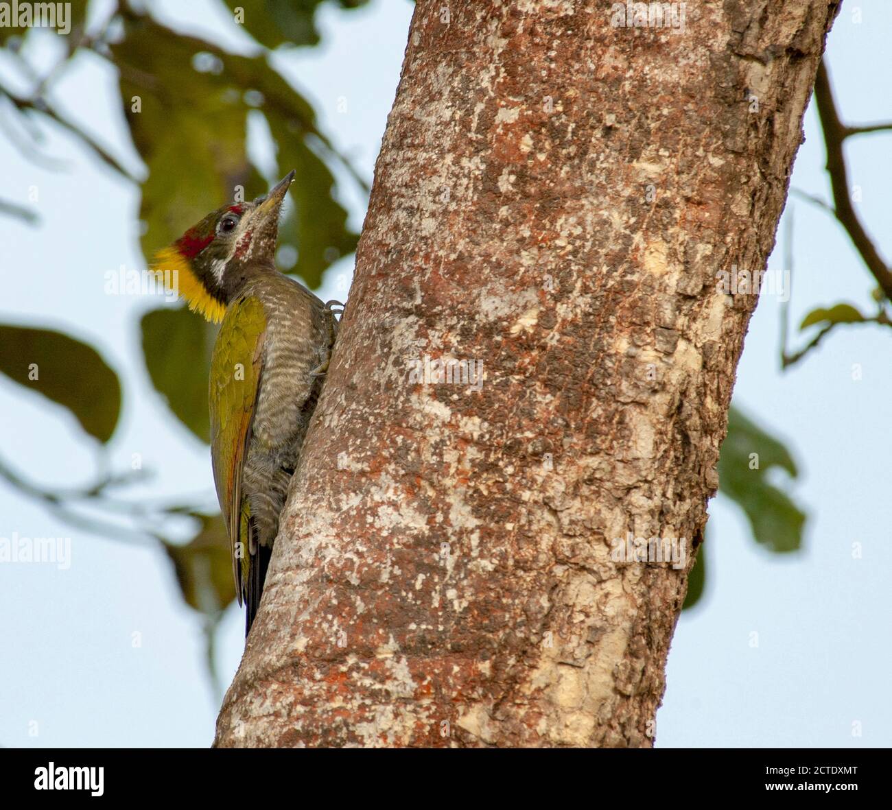 Picus chlorolophus (Picus chlorolophus), foraggio adulto in un albero, India Foto Stock