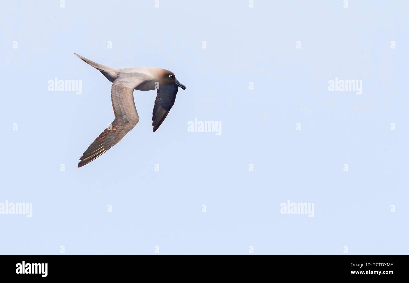 Albatross chiaro-manled, albatross grigio-manled, albatross di soia chiaro-manled, (Phoebetria palpebrata), in volo, Nuova Zelanda, isole di Auckland Foto Stock