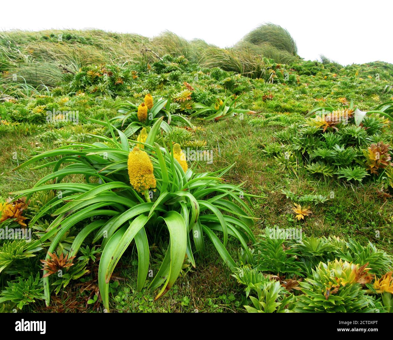Ross Lily (Bulbinella rossii), fiorente, è una delle megaerbe subantartiche, Nuova Zelanda, Isole di Auckland, Isola di Enderby Foto Stock