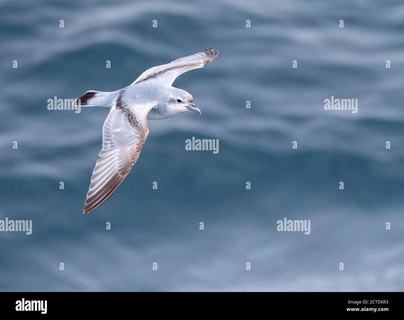Prione a fattura spessa, Fulmar Prione (Pachyptila crassirostris), in volo sul mare, Nuova Zelanda, Isole Antipodes Foto Stock