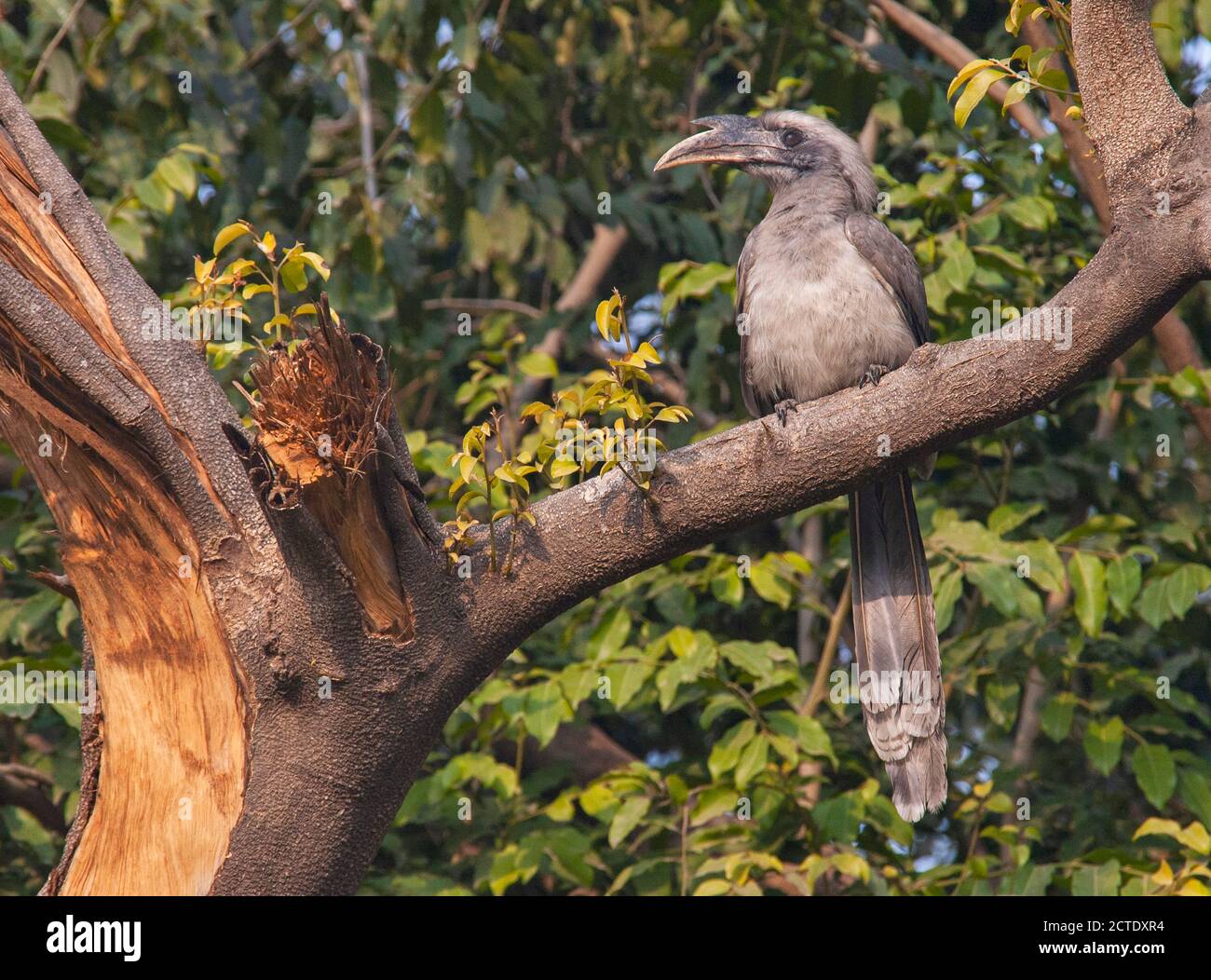 Indian Grey Hornbill (Ocyceros birostris), arroccato in un albero, visto sulla parte anteriore, India Foto Stock