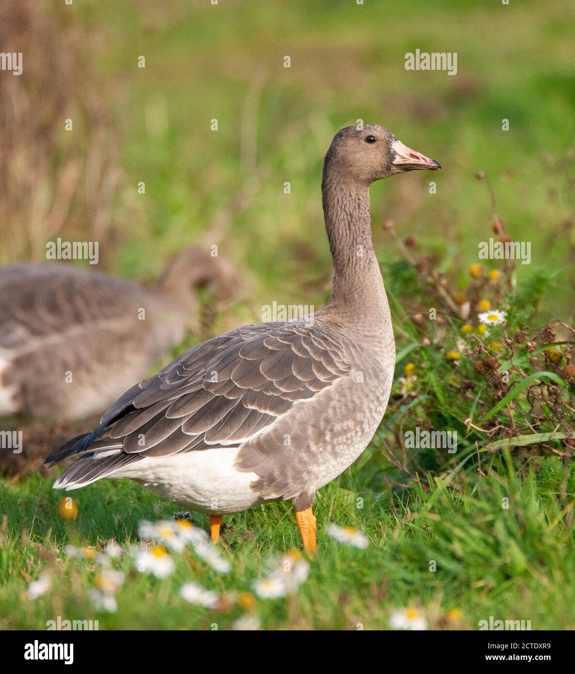 Oca bianca (Anser albifrons, Anser albifrons albifrons), immatura, Olanda, Frisia Foto Stock
