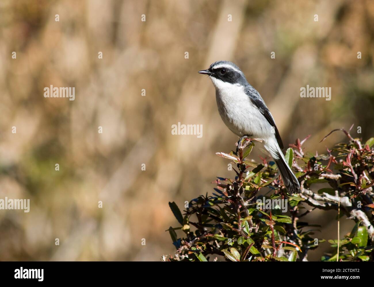 Grigio bushchat, grigio Bush chat (Saxicola ferreus), maschio arroccato in un cespuglio, India Foto Stock