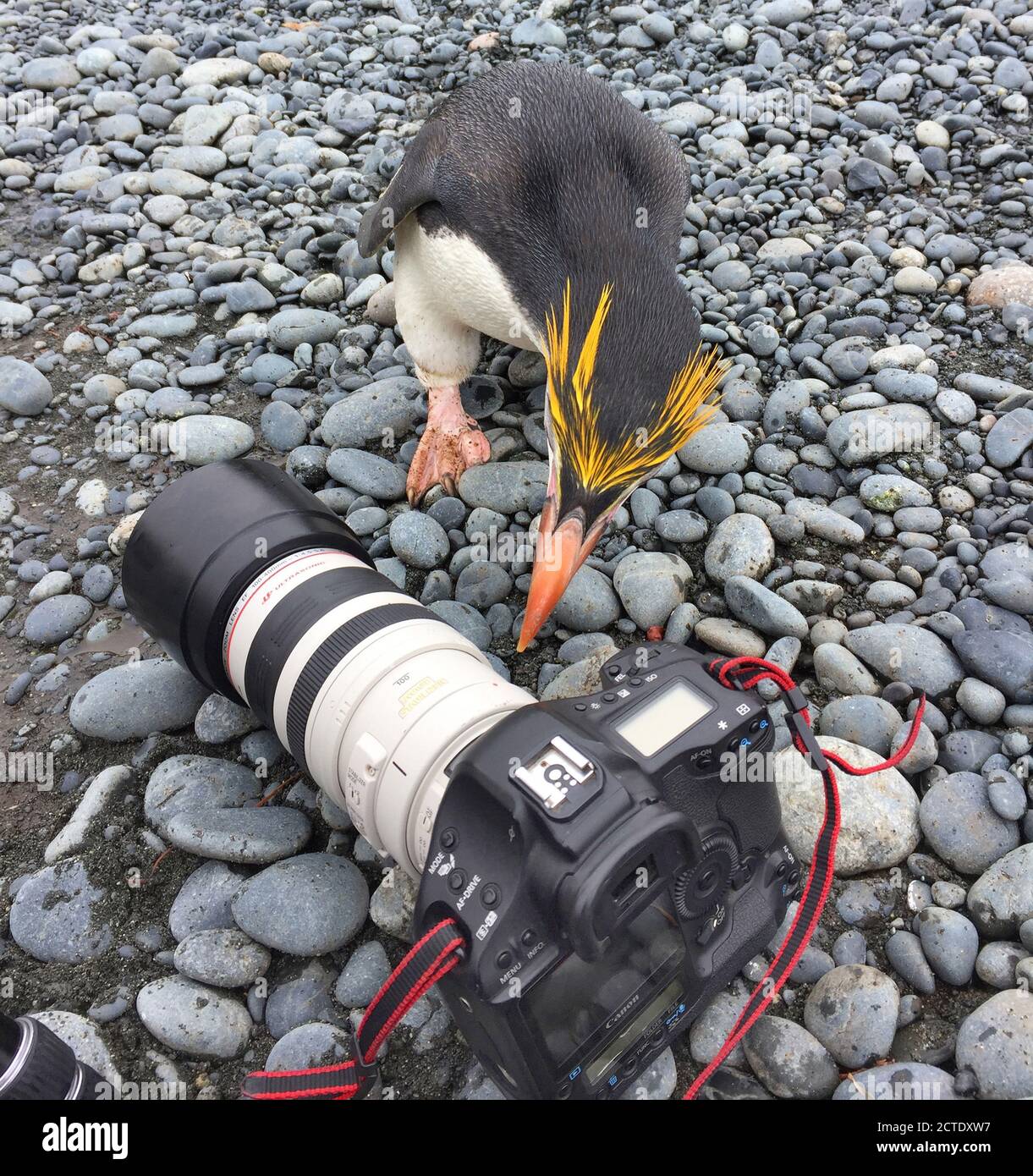 pinguino reale (Eudyptes schlegeli), che dà un'occhiata ad una macchina fotografica che giace su una spiaggia di ciottoli, Australia, Tasmania, Isola di Macquarie Foto Stock