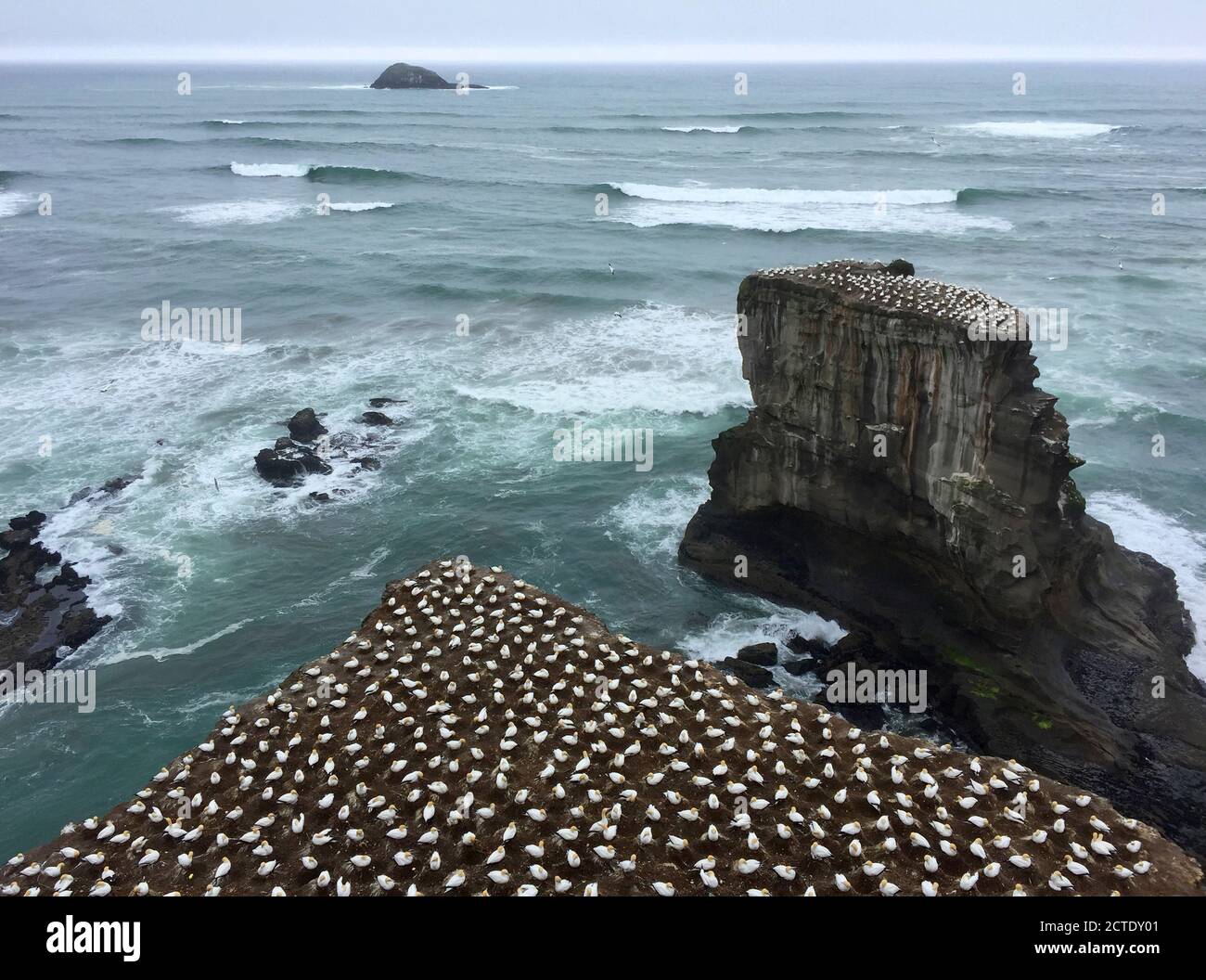 Gannet australiano, Gannet australasiano (Serrator Morus, Sula), colonia continentale di Gannets australiani (Serrator Morus) a Muriwai, New Foto Stock