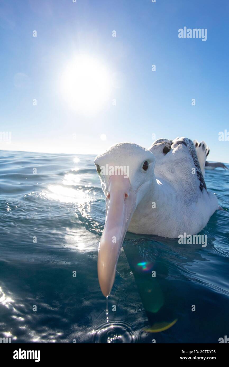 Albatross di Gibson (Diomedea gibbsoni), closeup estremo di un adulto che attacca la sua enorme fattura quasi nella macchina fotografica, Nuova Zelanda, Kaikoura Foto Stock