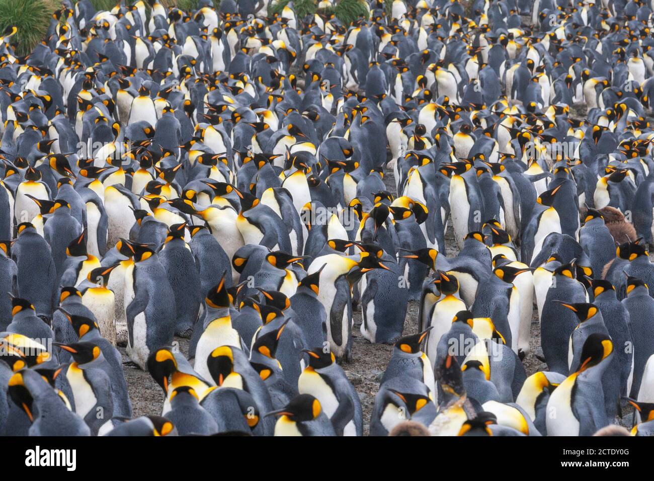 Re pinguino (Atenodytes patagonicus halli), colonia sull'isola di Macquarie, molti pinguini che riproducono insieme, Australia, Tasmania, Macquarie Foto Stock