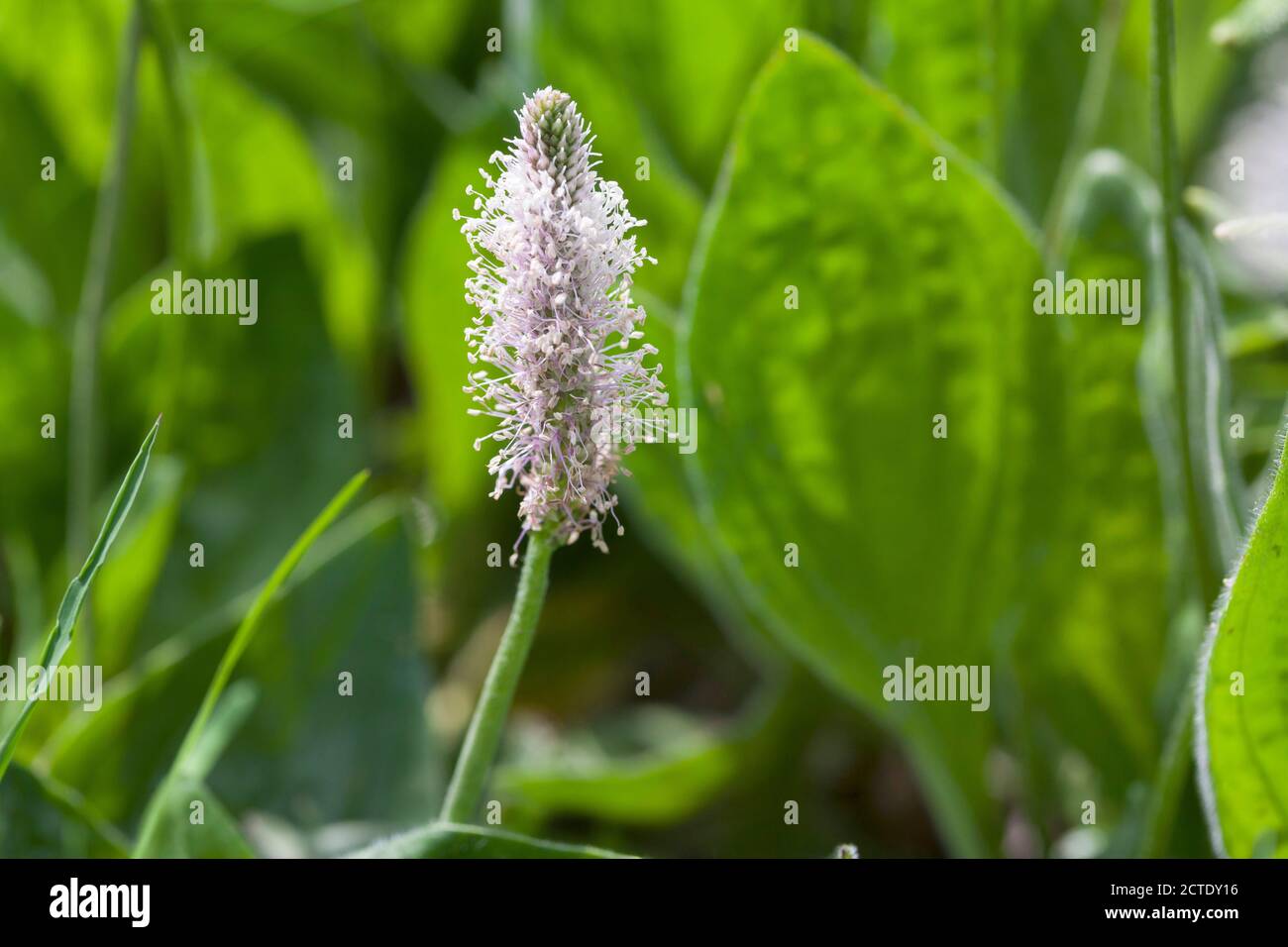 Annoso piantaggine (Planzago media), fioritura, Germania Foto Stock