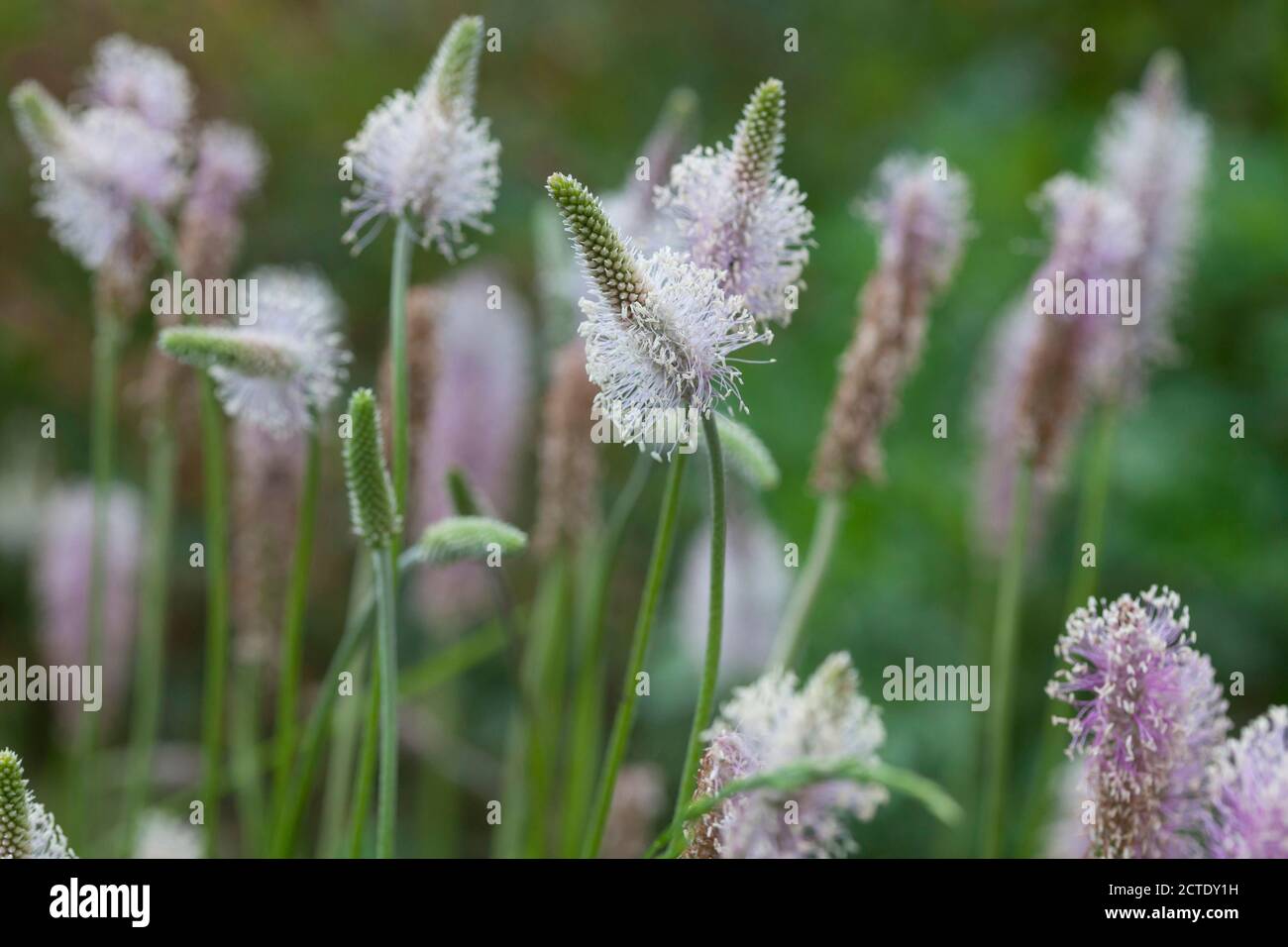 Annoso piantaggine (Planzago media), fioritura, Germania Foto Stock
