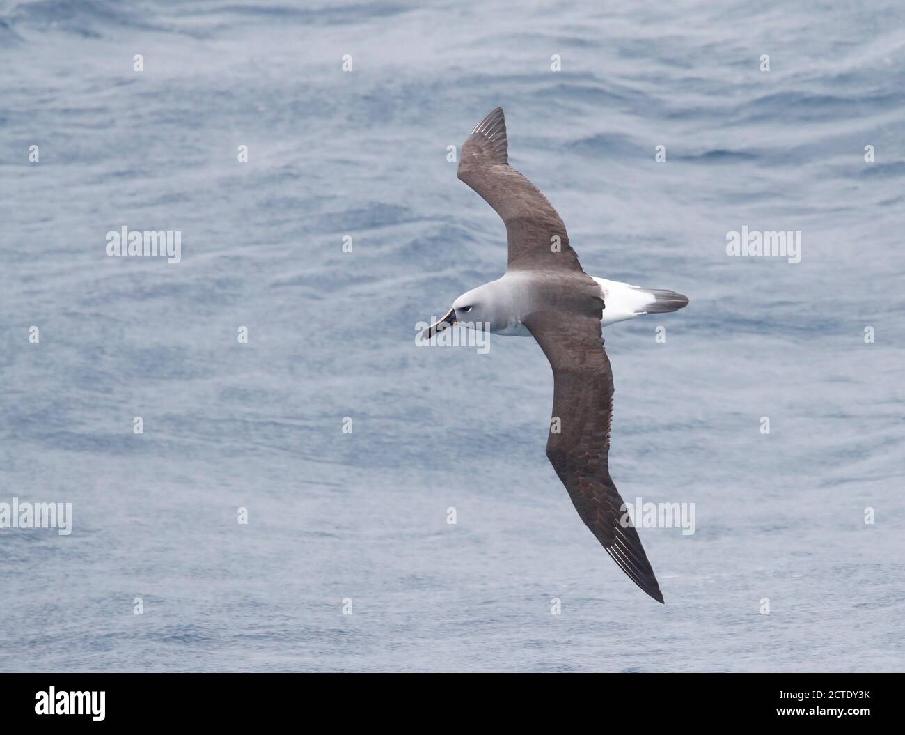 Albatross a testa grigia (Thalassarche crisostoma, Diomedea crisostoma), adulto in volo sopra l'oceano pacifico meridionale, visto dall'alto, nuovo Foto Stock