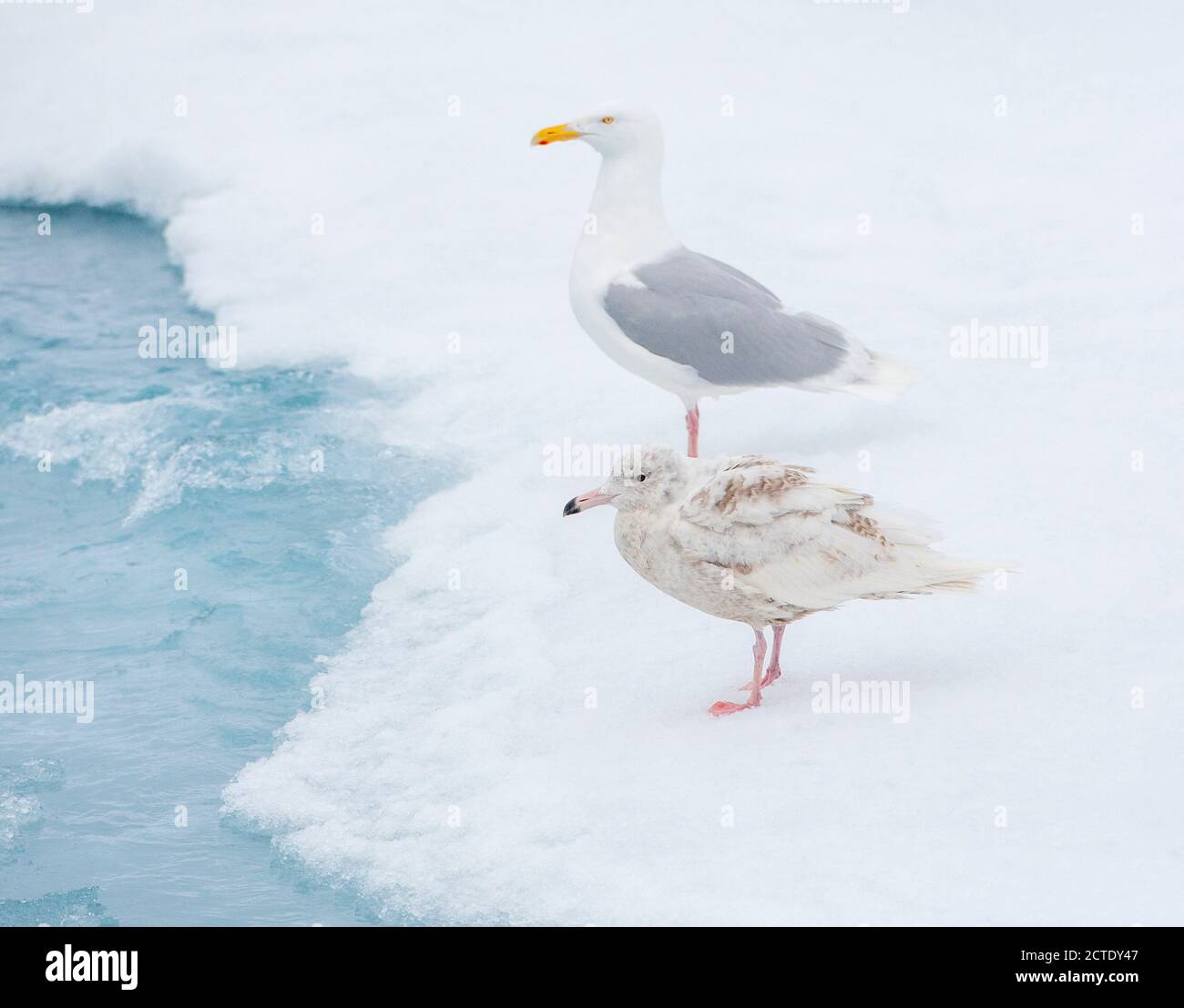 Gabbiano glaucous (Larus iperboreus), immaturo in piedi alla deriva, uccello adulto sullo sfondo, Norvegia, Svalbard Foto Stock