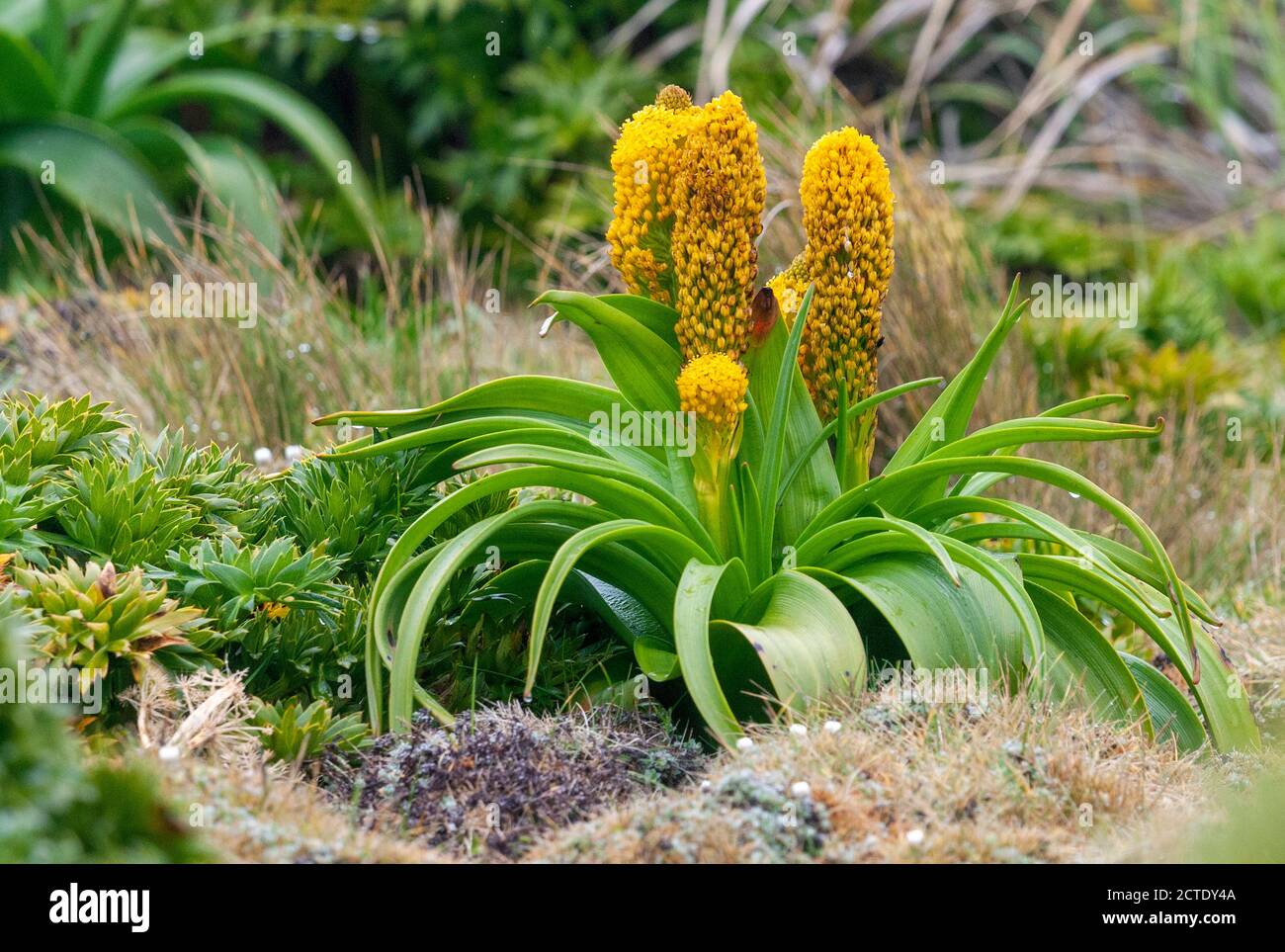 Ross Lily (Bulbinella rossii), fioritura, Nuova Zelanda, Isole di Auckland, Isola di Enderby Foto Stock