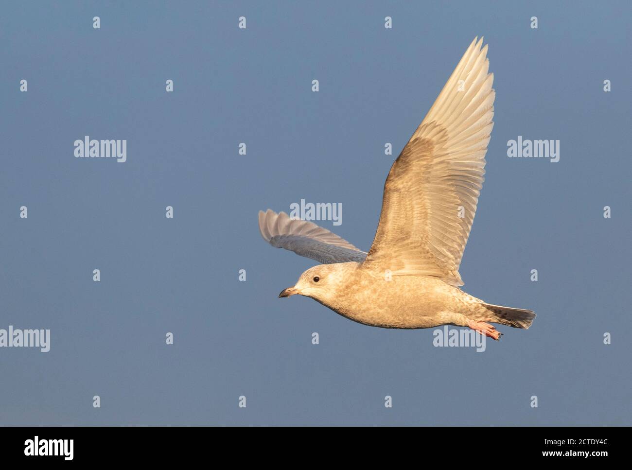 Gabbiano islandese (Larus glaucoides), secondo anno di calendario in volo, Norvegia, Finnmark, Varangerfjord Foto Stock