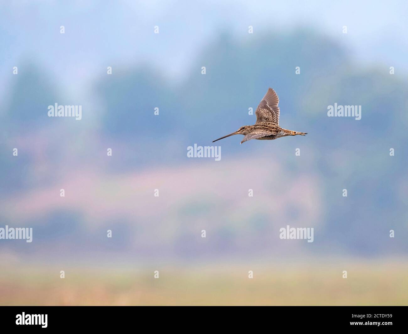 Madagascar snipe (Gallinago macrodactyla), che sorvola la zona umida, Madagascar, Parco Nazionale di Perinet Foto Stock