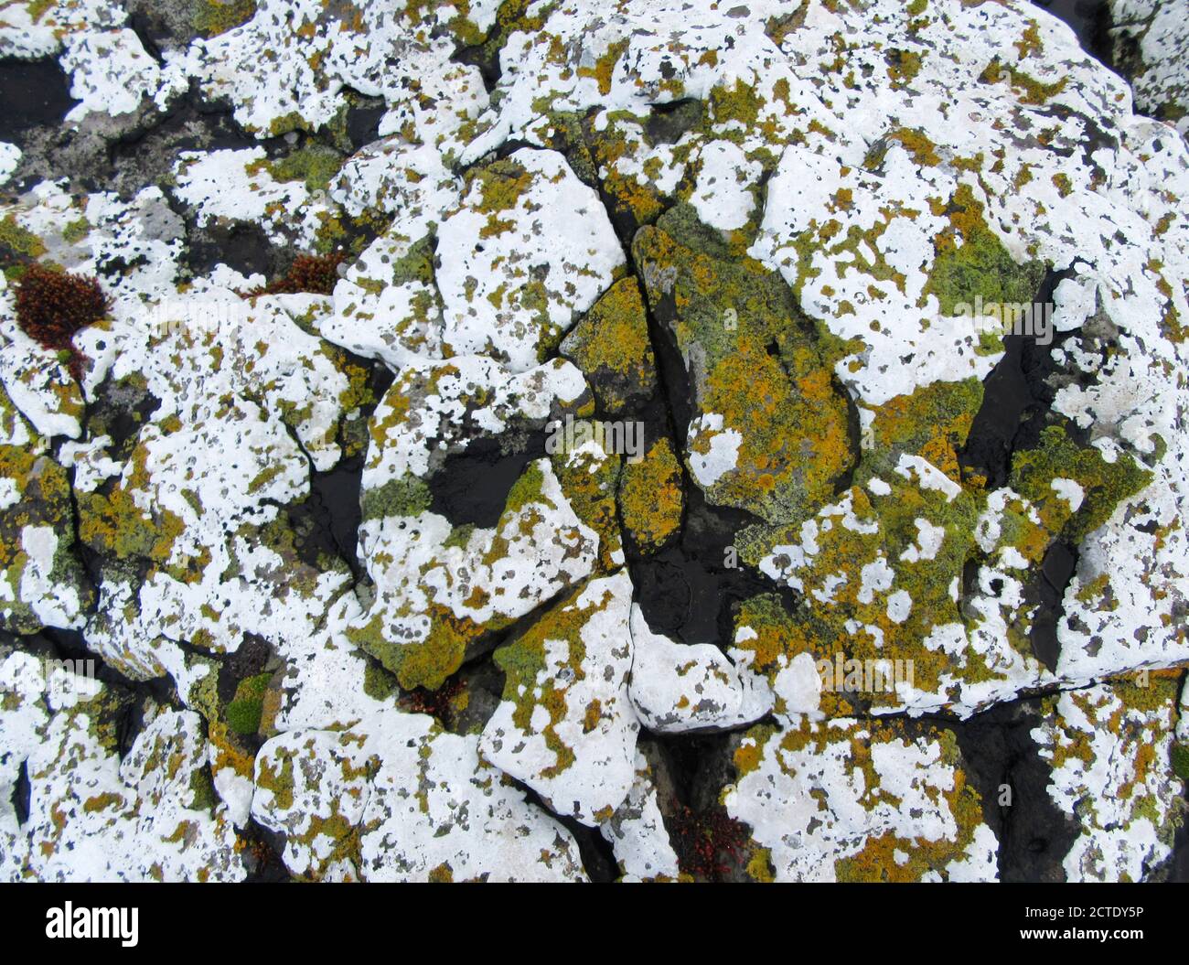 Rocce ricoperte di licheni sull'isola di Enderby, Nuova Zelanda, Isole di Auckland, Isola di Enderby Foto Stock