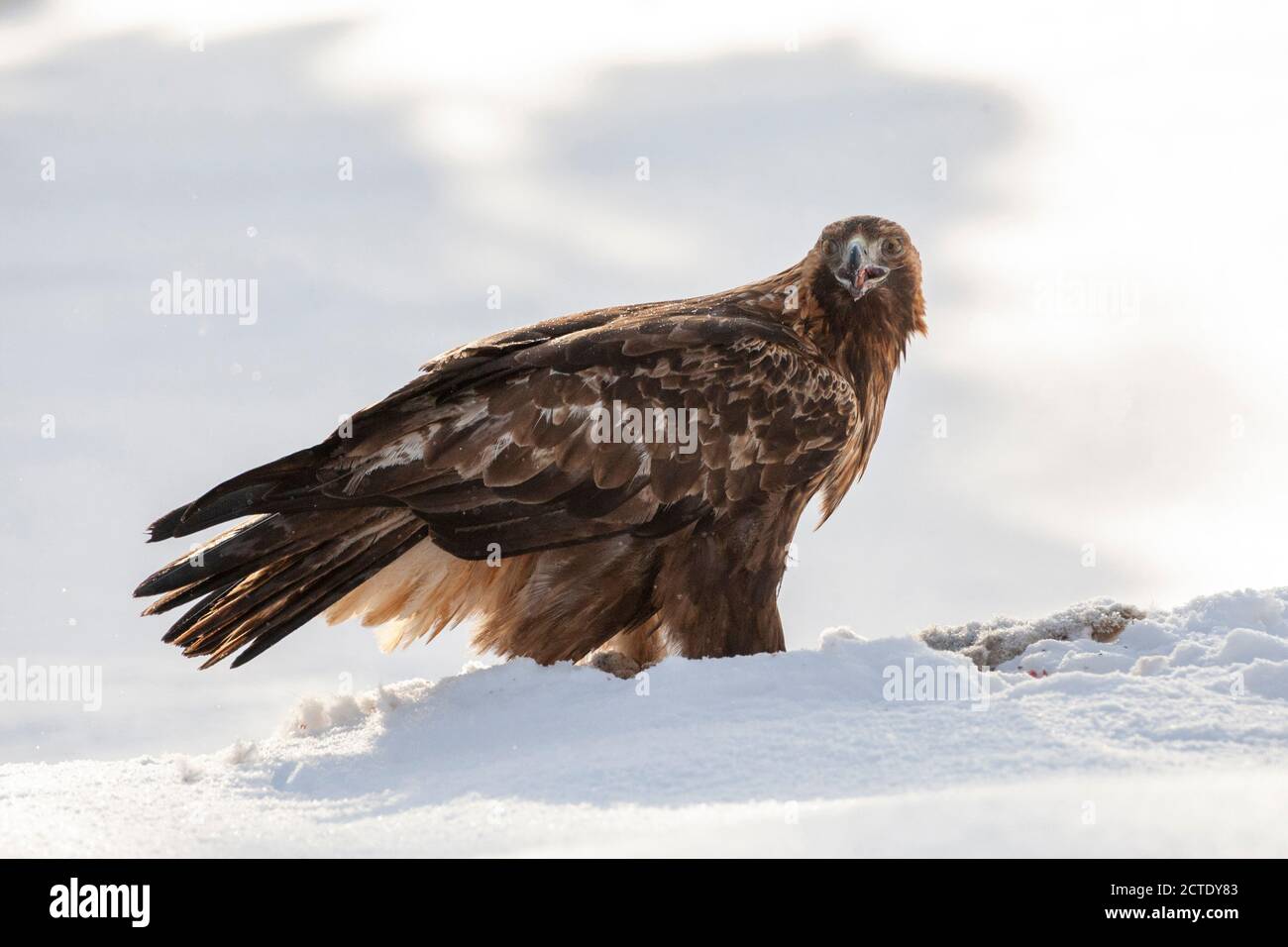 Aquila (Aquila chrysaetos), seduto nella neve, Finlandia, Kuusamo Foto Stock