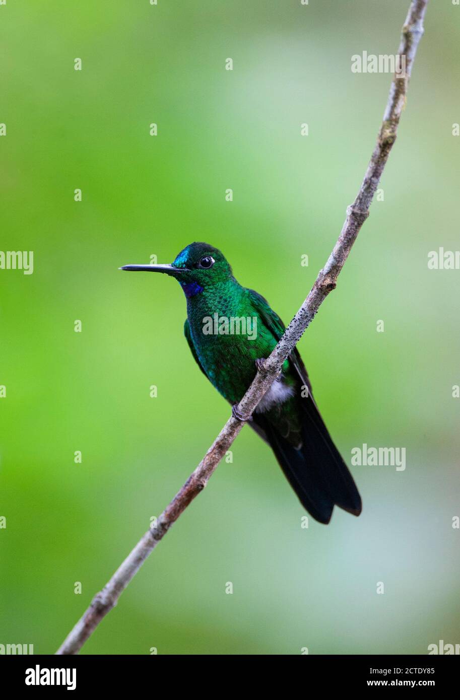 Verde incoronata brillante (Heliodoxa jacula), maschio arroccato su un ramoscello, Ecuador, Milpe Reserve Foto Stock