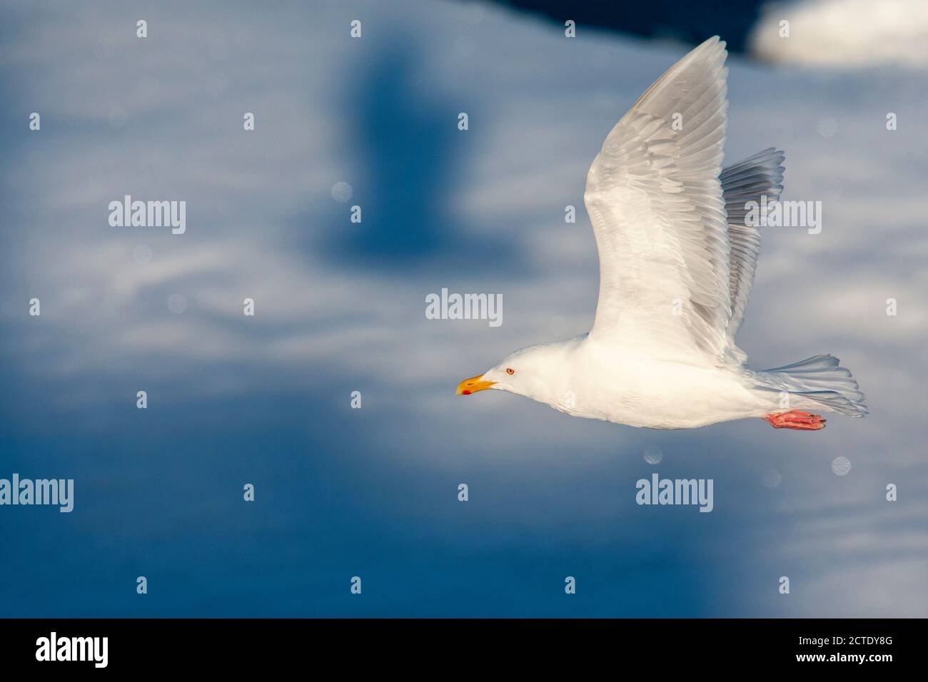 Gabbiano glaucous (Larus iperboreus), adulto che vola sopra il ghiaccio deriva a nord di Svalbard, con la sua propria ombra sullo sfondo, Norvegia, Svalbard Foto Stock